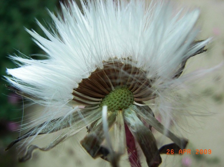 Sonchus bulbosus / Radicchiella bulbosa
